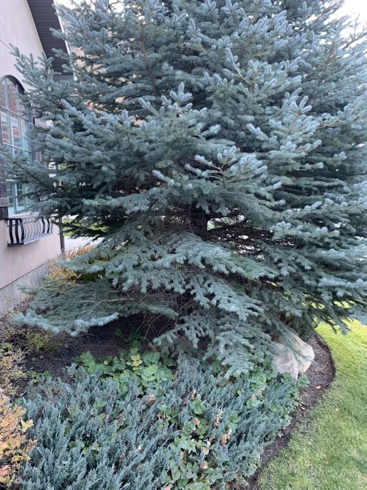 Custom yard cleanup service in Riverton, UT - MDM Holdings