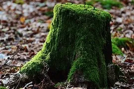 Top-rated landscape design for year-round maintenance across Godley, TX - MDM Landscapes