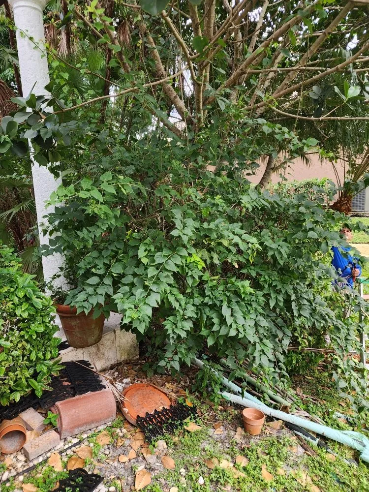 Affordable residential landscaping experts serving Pompano Beach, FL - MDM Landscaping and Maintenance Services