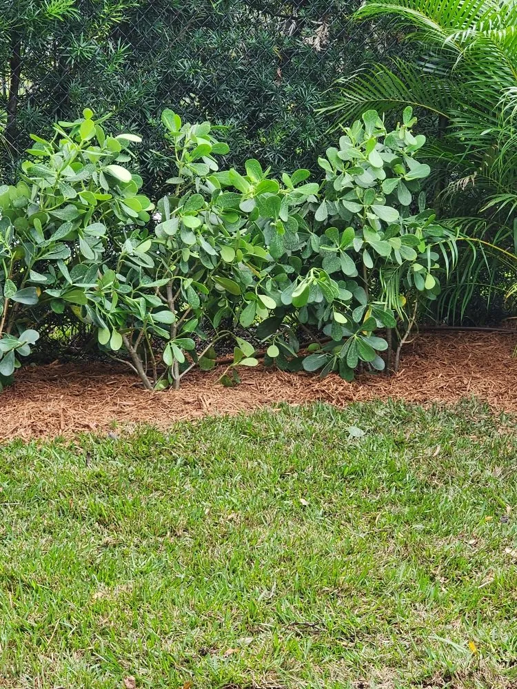 Affordable residential landscaping in Pompano Beach, FL - MDM Landscaping and Maintenance Services