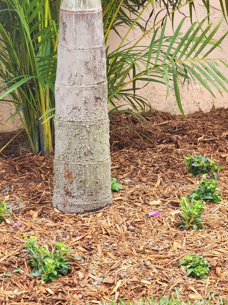 Local outdoor landscaping experts serving Pompano Beach, FL - MDM Landscaping and Maintenance Services