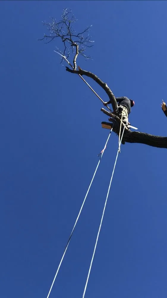 Local yard maintenance for beautiful yards across KENSINGTON, MD - MDR Landscaping & Tree Service