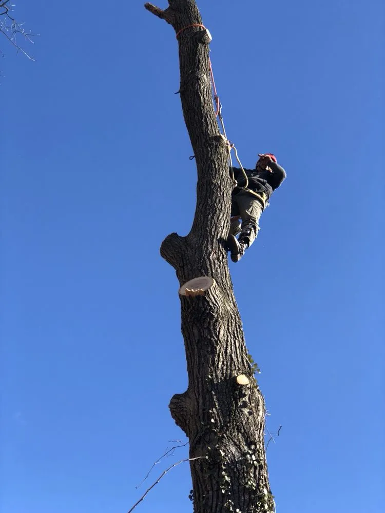 Expert landscaping services in KENSINGTON, MD - MDR Landscaping & Tree Service