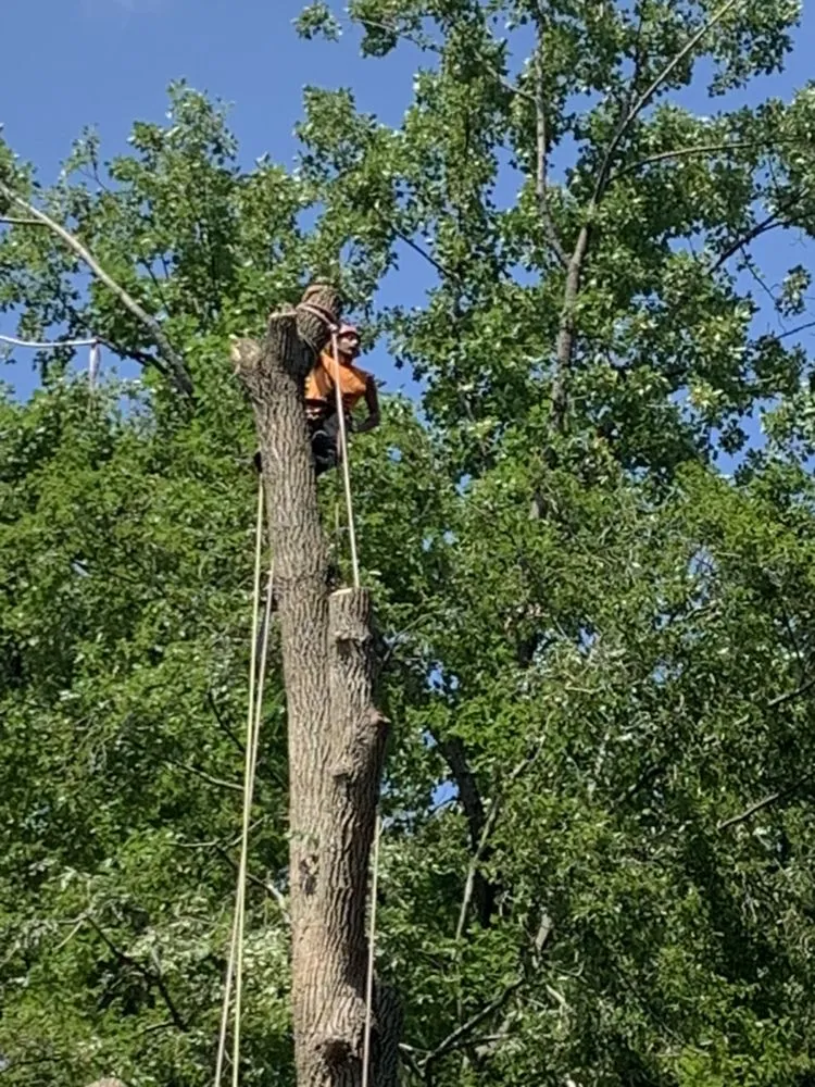 Trusted outdoor landscaping in KENSINGTON, MD - MDR Landscaping & Tree Service