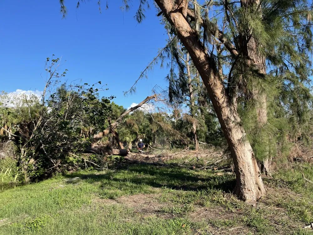 Trusted lawn care service near you in Englewood, FL by MDS Dedication Service