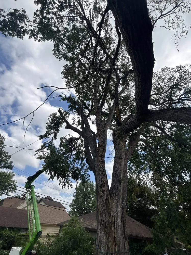 Reliable landscaping services near you in Mounds view, MN by MDT Quality Tree services