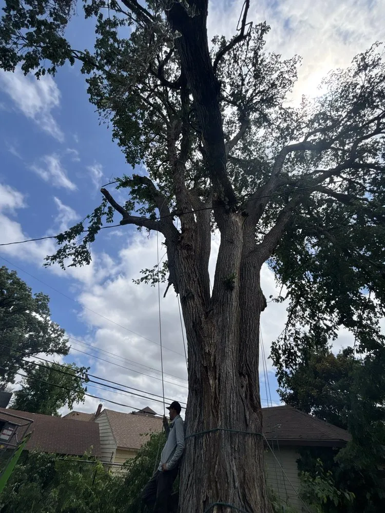 Professional outdoor landscaping experts serving Mounds view, MN - MDT Quality Tree services