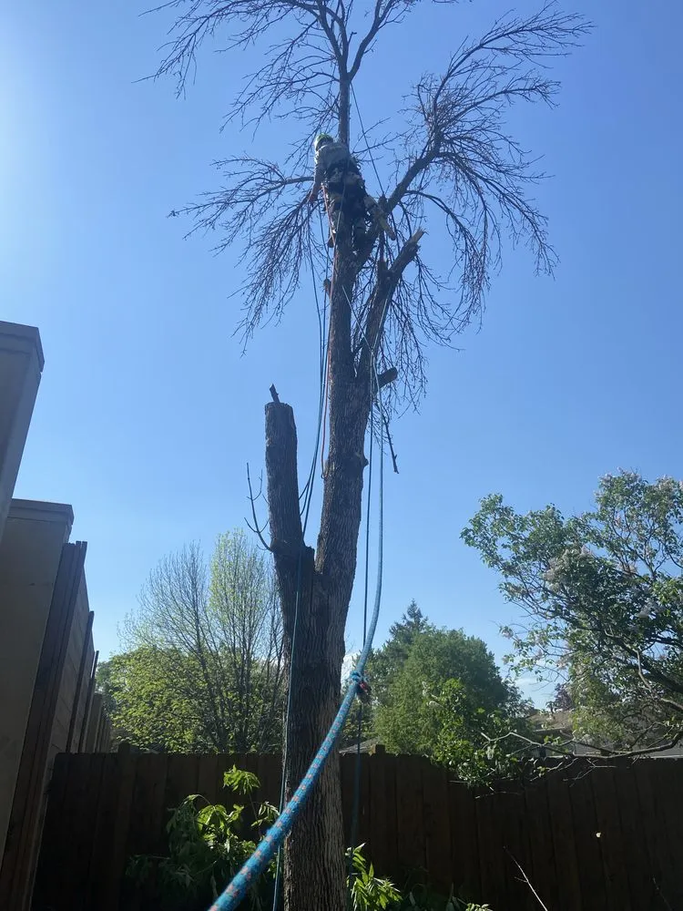 Reliable yard maintenance in Mounds view, MN by MDT Quality Tree services