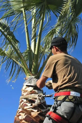 Expert landscape installation experts serving Baton Rouge, LA - MDZ tree Service