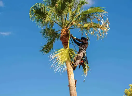 MDZ tree Service Logo