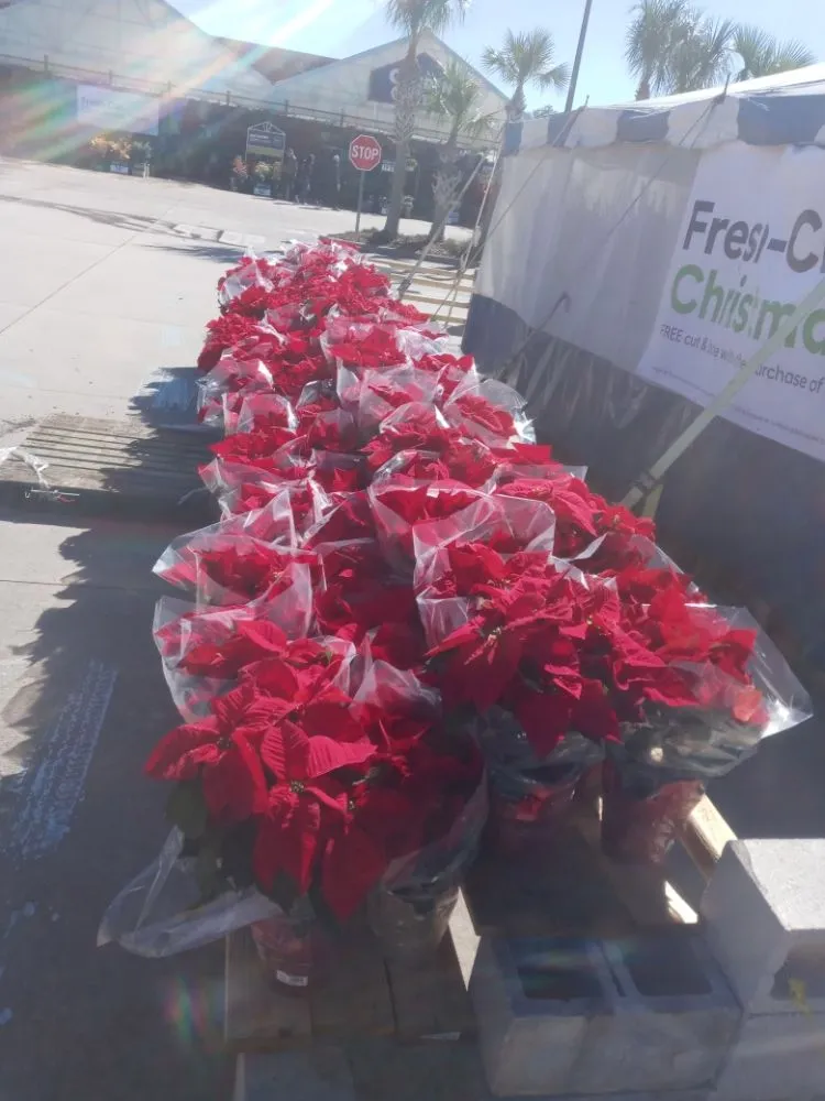 Affordable lawn care service for outdoor upgrades across Orlando, FL - Me And My Daddy Landscape