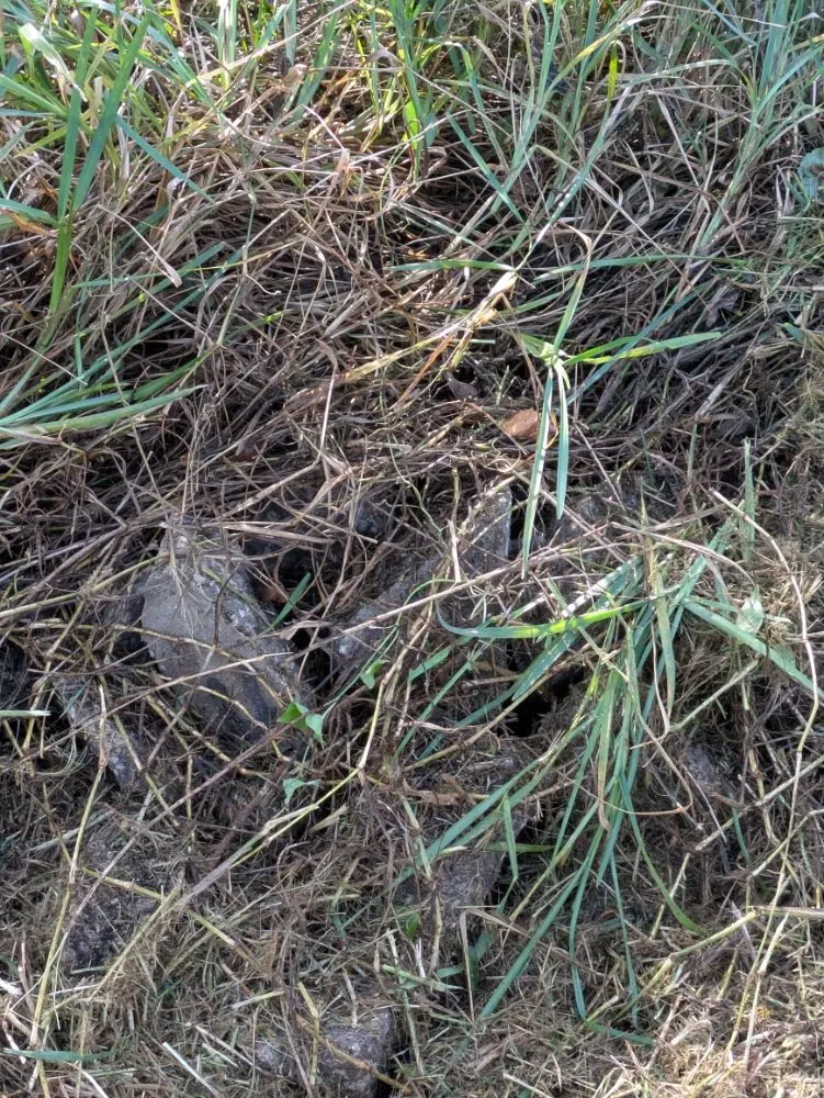 Custom landscape installation in Orlando, FL - Me And My Daddy Landscape