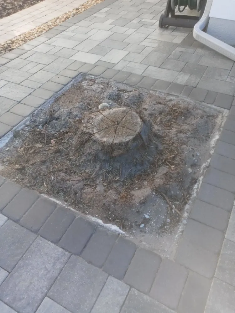 Reliable lawn care service experts serving Orlando, FL - Me And My Daddy Landscape