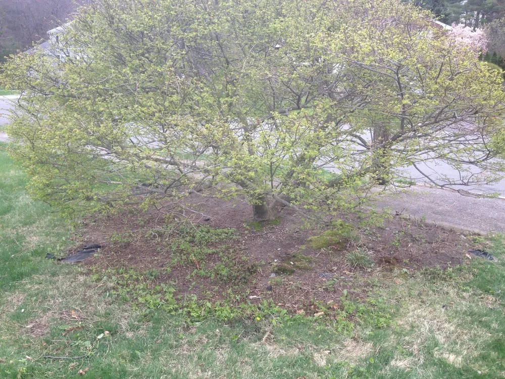 Top-rated lawn care service for beautiful yards across Burlington, MA - M.E. BASS LANDSCAPING