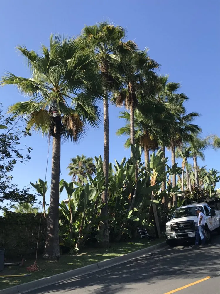 Professional lawn care service for beautiful yards across Costa Mesa, CA - Meadow Landscape