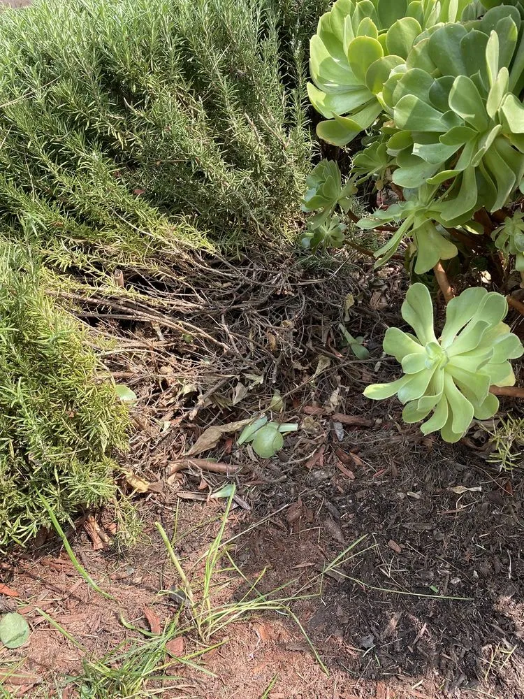 Professional yard cleanup service in Costa Mesa, CA by Meadow Landscape