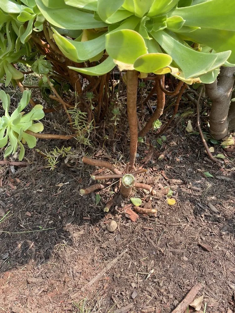 Affordable residential landscaping experts serving Costa Mesa, CA - Meadow Landscape