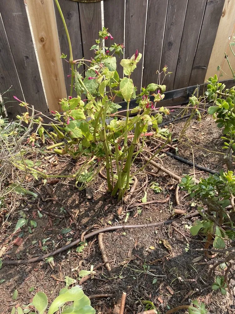 Expert landscaping services in Costa Mesa, CA - Meadow Landscape