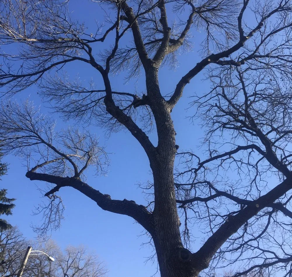 Affordable yard cleanup service experts serving Little Falls, MN - Meadow View Tree Service