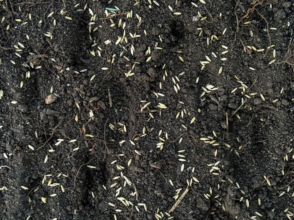 Local landscape design for outdoor upgrades in Brighton, MI by Meadowbrook Acres