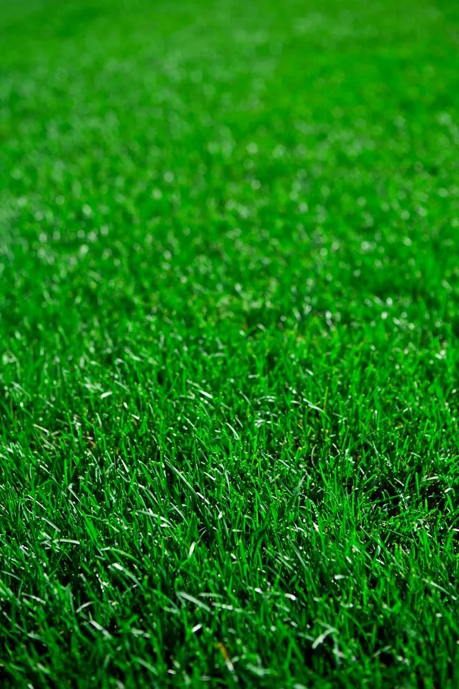 Professional outdoor landscaping in Brighton, MI - Meadowbrook Acres