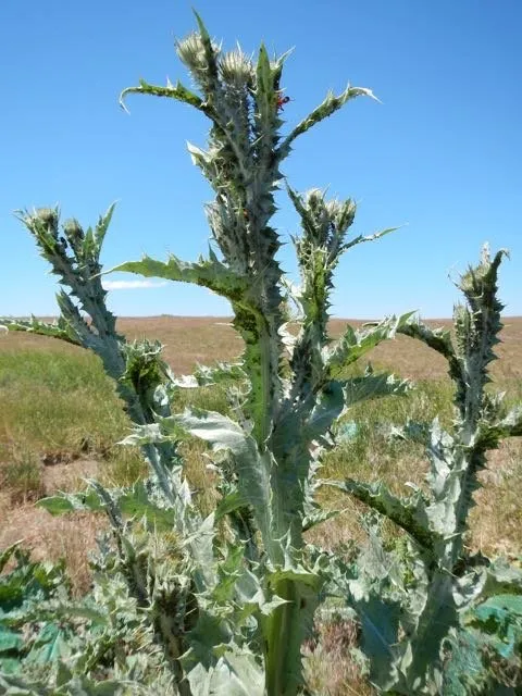 Top-rated landscape design experts serving Enterprise, OR - Meadowlark Land Services