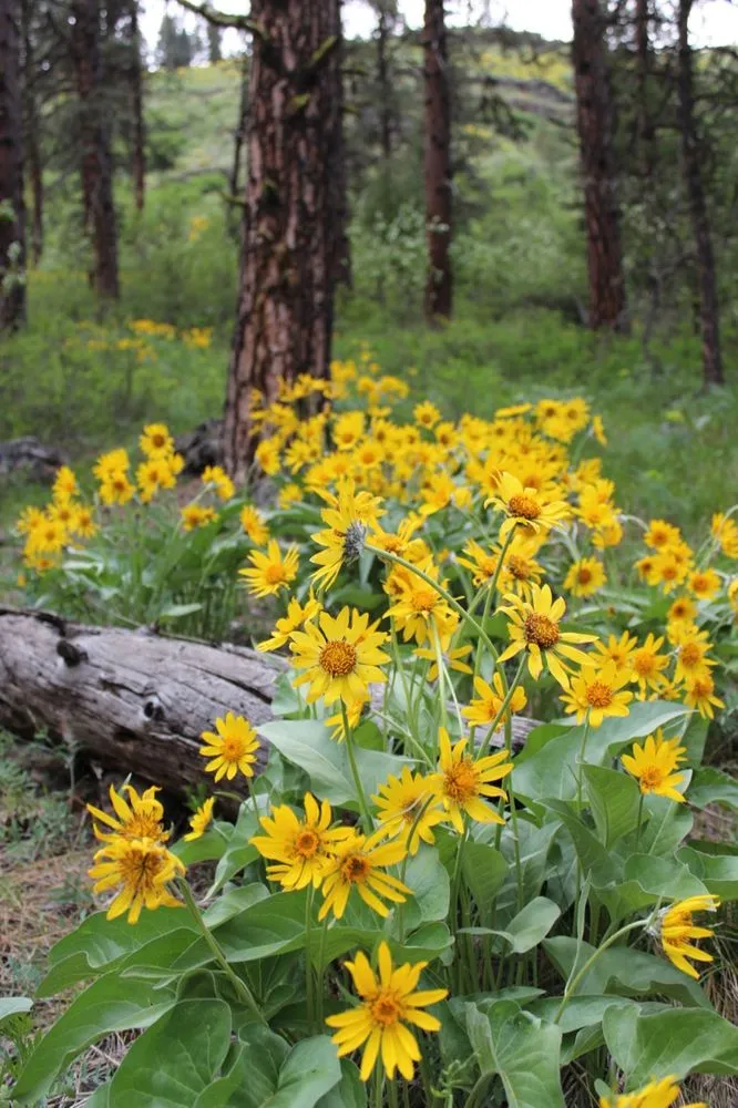 Top-rated landscaping services for homes in Enterprise, OR by Meadowlark Land Services