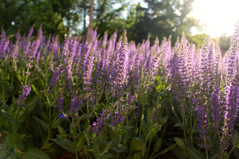 Trusted residential landscaping experts serving Valley Center, KS - Meadowlark Landscape & Design