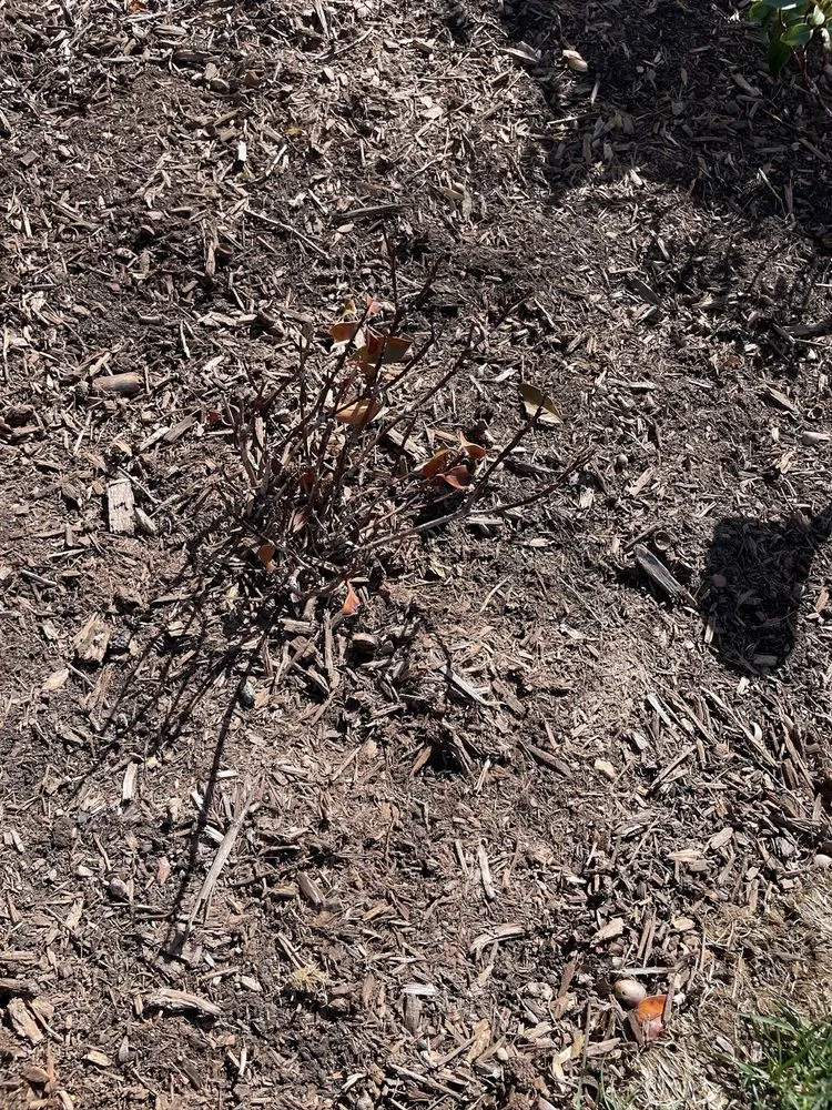 Professional yard cleanup service in Chantilly, VA - Meadows Farms Nurseries Landscaping