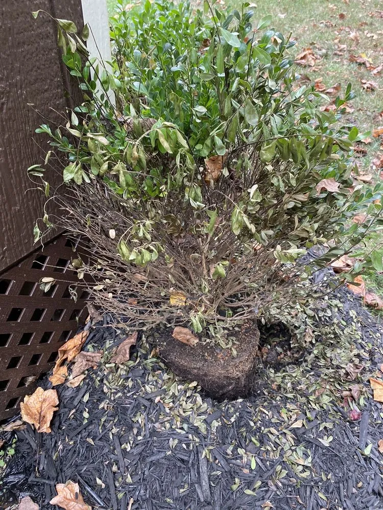 Affordable lawn care service for homes in Chantilly, VA by Meadows Farms Nurseries Landscaping