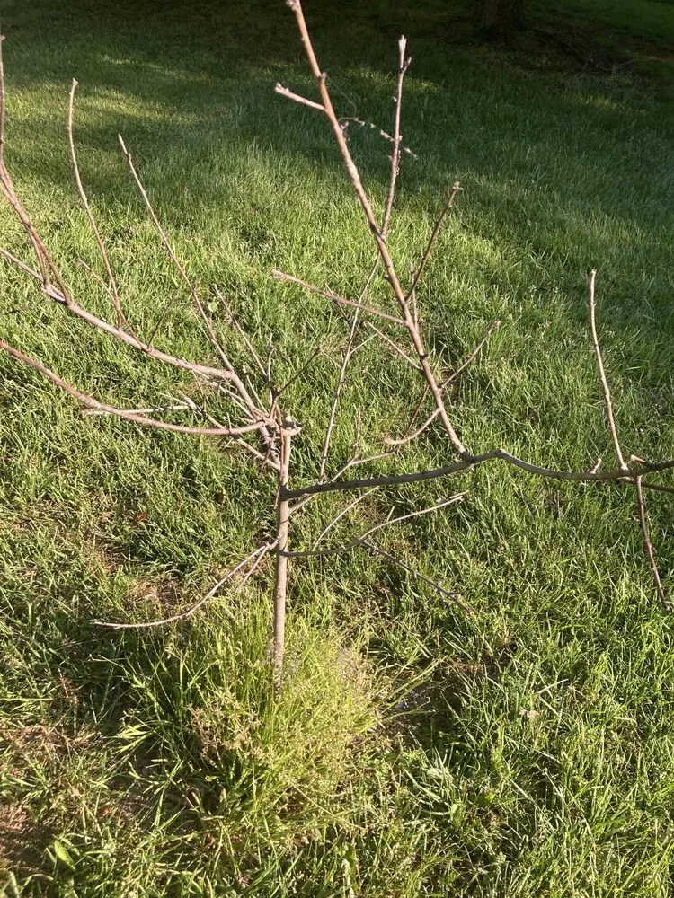 Expert landscaping services experts serving Chantilly, VA - Meadows Farms Nurseries Landscaping