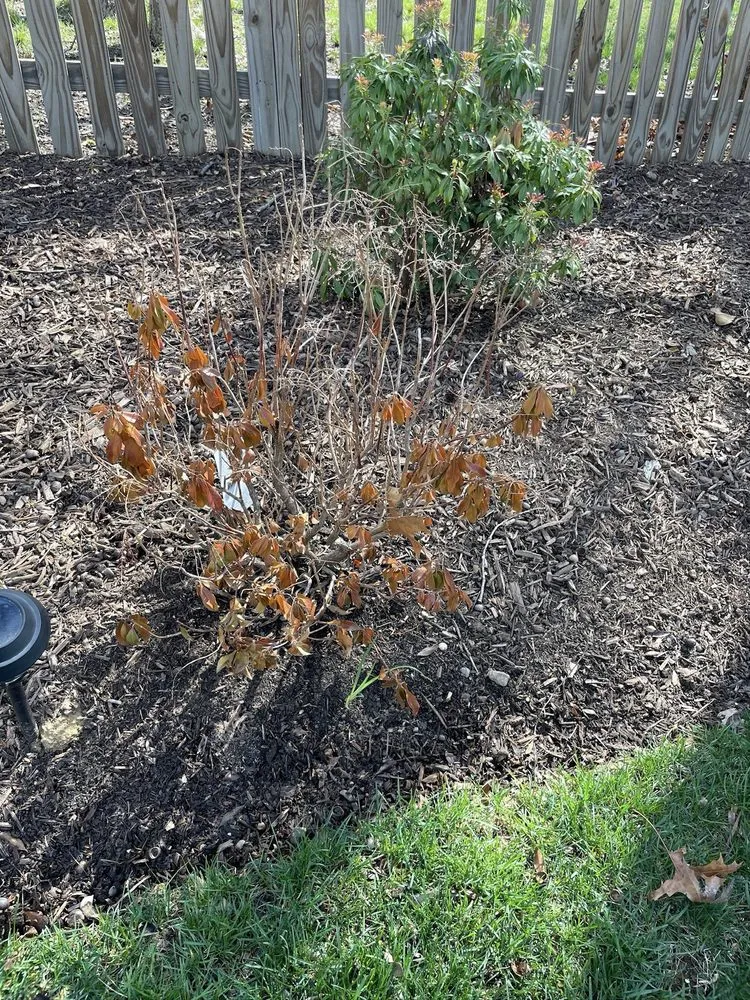 Affordable outdoor landscaping in Chantilly, VA by Meadows Farms Nurseries Landscaping