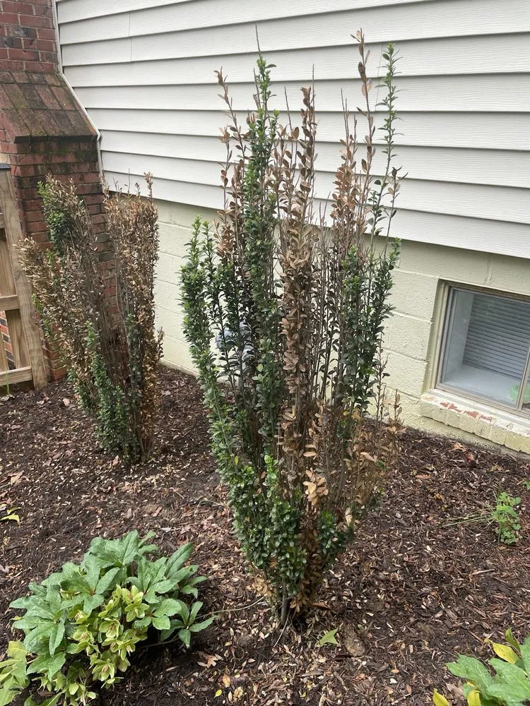 Reliable landscaping services in Chantilly, VA by Meadows Farms Nurseries Landscaping