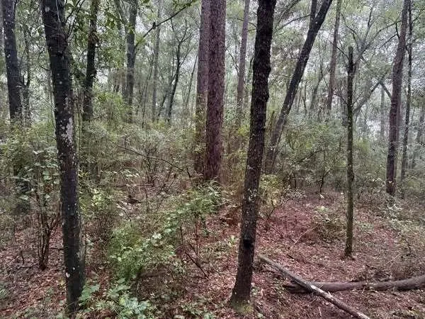 Professional outdoor landscaping in Grand Bay, AL by Meadows Mulching Solutions