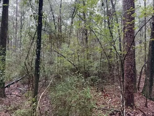 Top-rated lawn care service in Grand Bay, AL by Meadows Mulching Solutions