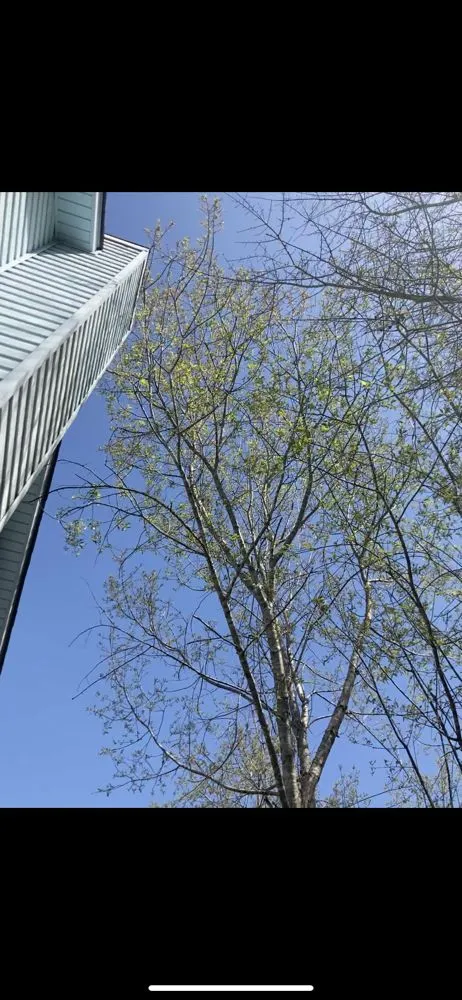 Expert landscape design for beautiful yards across Hephzibah, GA - Mean Green Lawn Care