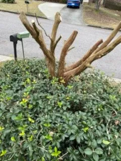 Affordable garden landscaping in Hephzibah, GA - Mean Green Lawn Care