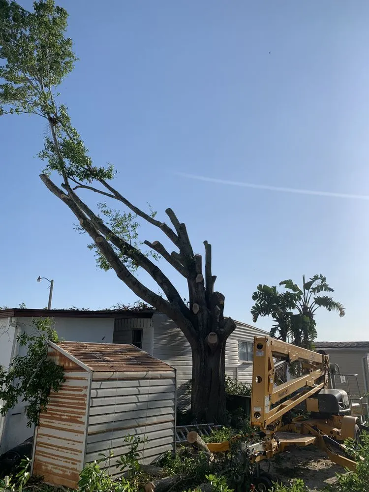 Reliable lawn care service for year-round maintenance in Bradenton, FL by Mean Green Tree and Lawn Care