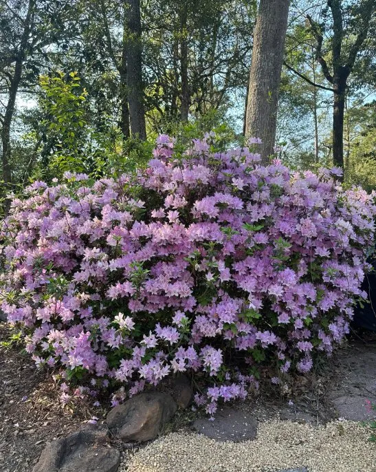 Reliable lawn mowing service in Cairo, GA by Mears Tractor Services