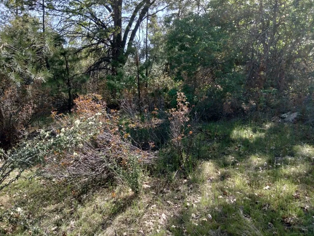 Top-rated landscape installation experts serving Ahwahnee, CA - Mecchi Mountain Moving