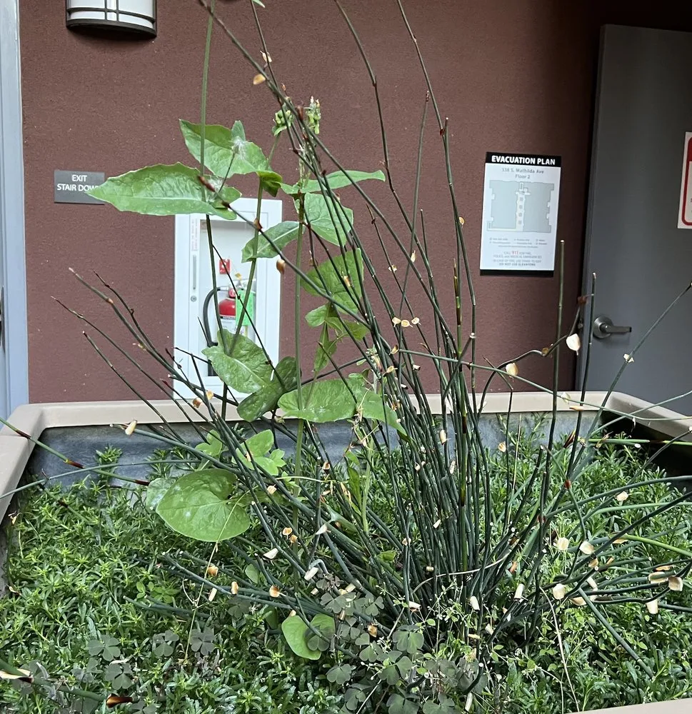 Custom residential landscaping experts serving Morgan Hill, CA - Medallion Landscape