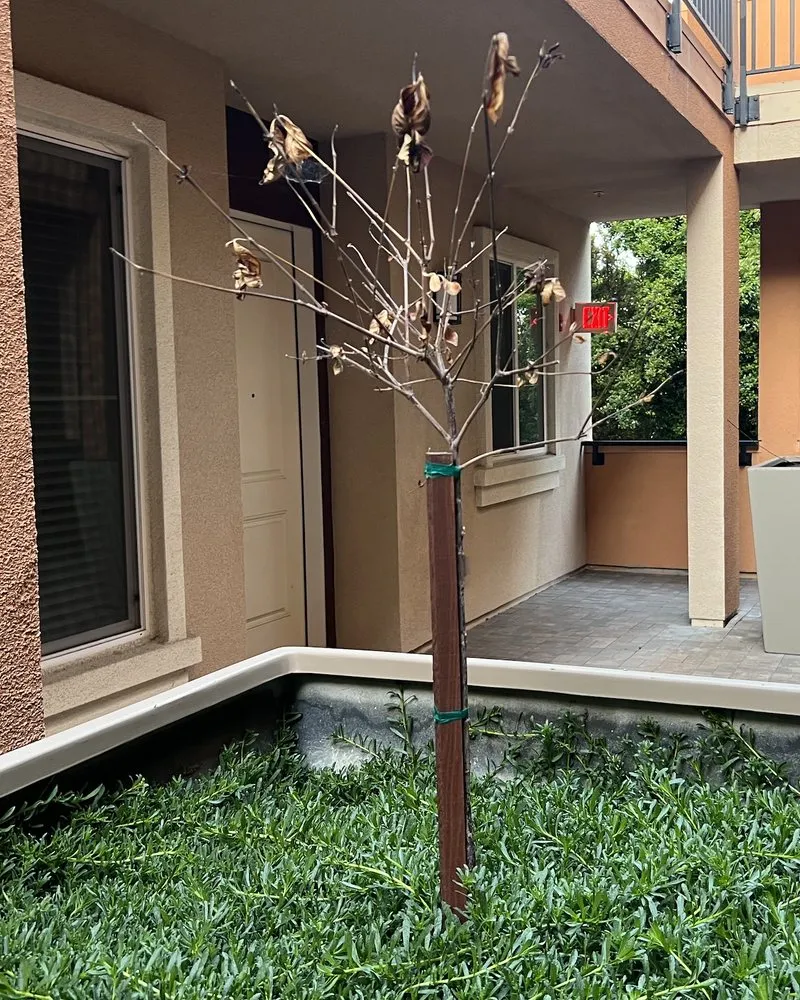 Professional residential landscaping near you across Morgan Hill, CA - Medallion Landscape