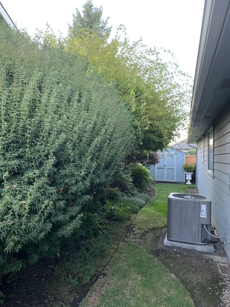 Top-rated yard cleanup service for residential properties across Springfield, OR - Medallion Landscape Service