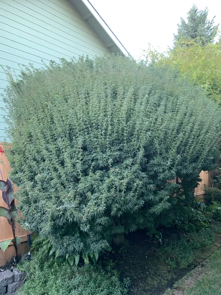 Local residential landscaping in Springfield, OR by Medallion Landscape Service