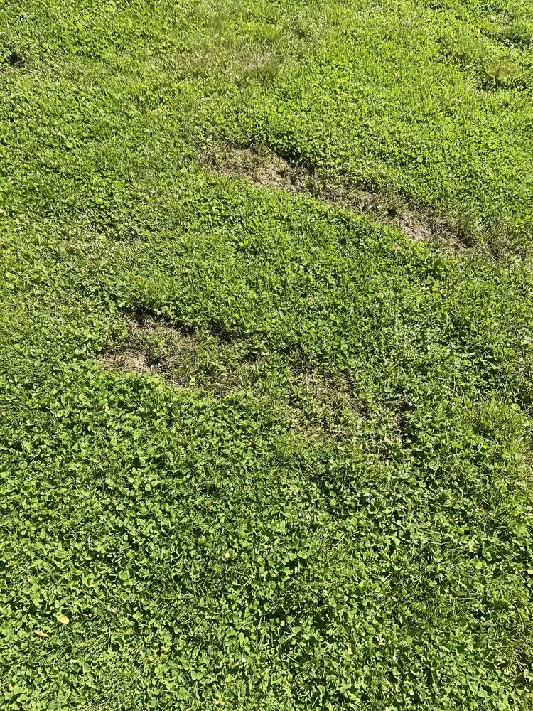 Professional lawn mowing service experts serving Stoughton, MA - Medeiros Landscaping