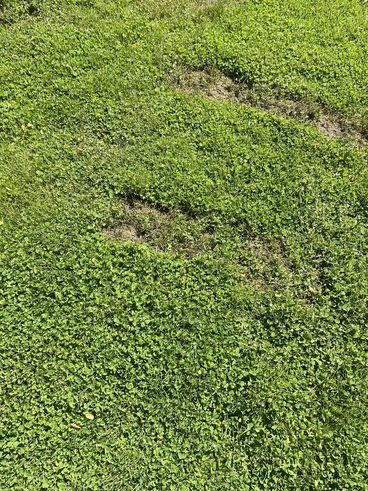 Custom yard cleanup service in Stoughton, MA - Medeiros Landscaping