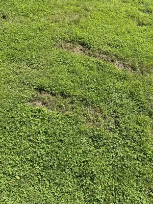 Medeiros Landscaping Logo