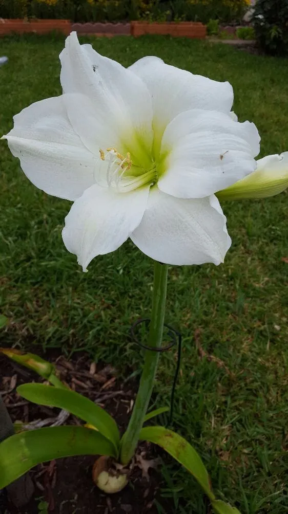 Top-rated residential landscaping for outdoor upgrades across Dallas, TX - Medel Services