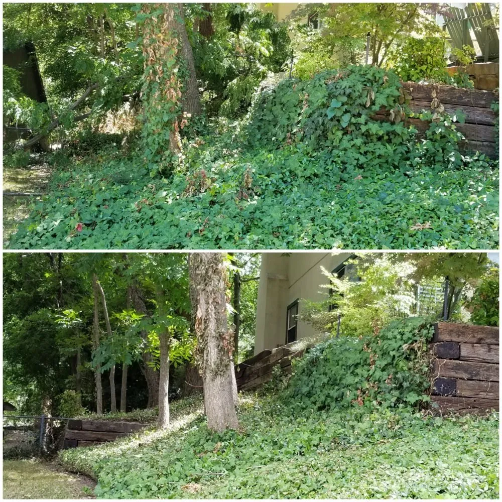 Top-rated yard cleanup service in Dallas, TX by Medel Services
