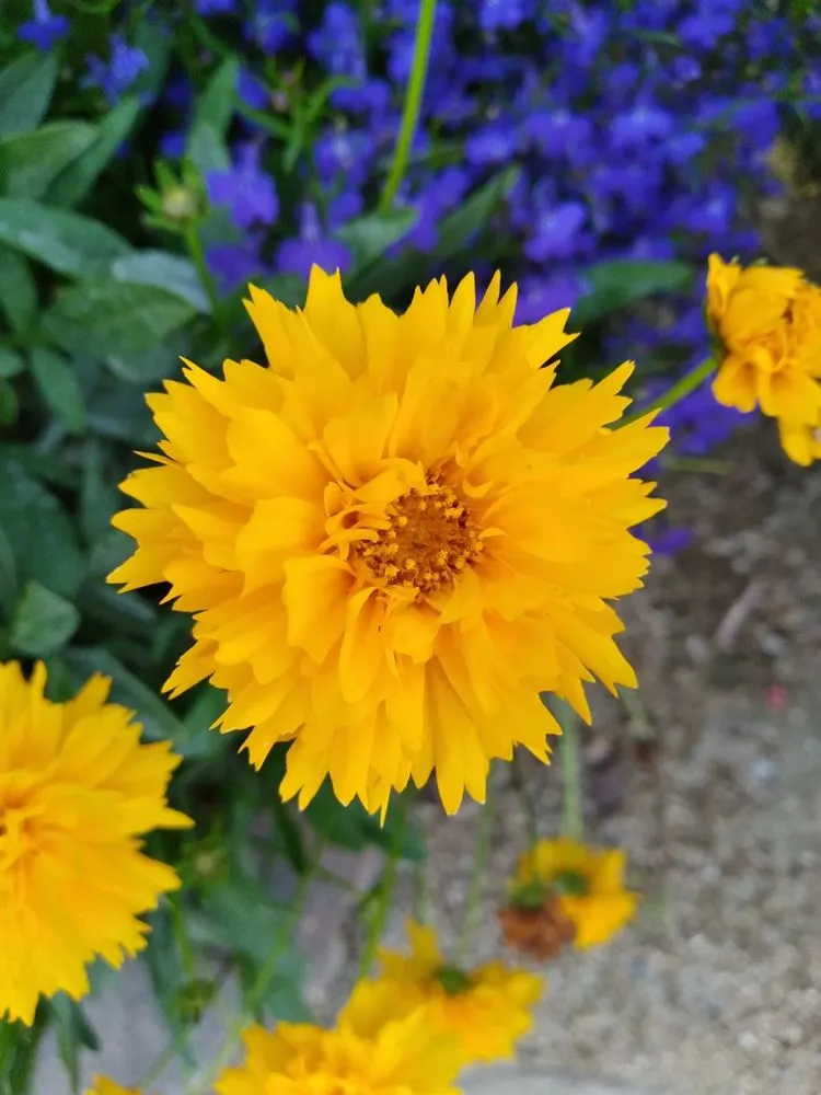 Affordable lawn mowing service in Bellflower, CA - Mederos Landscaping